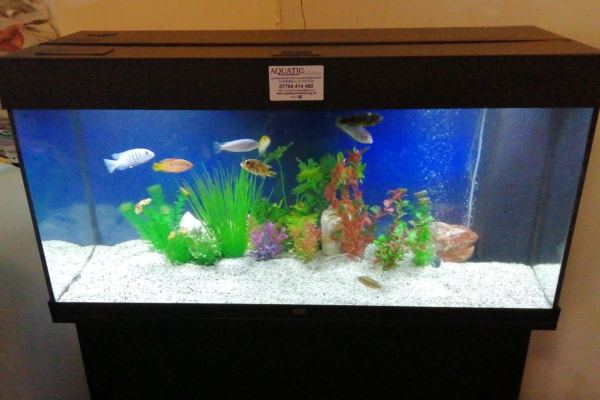 Aquarium rental 3ft