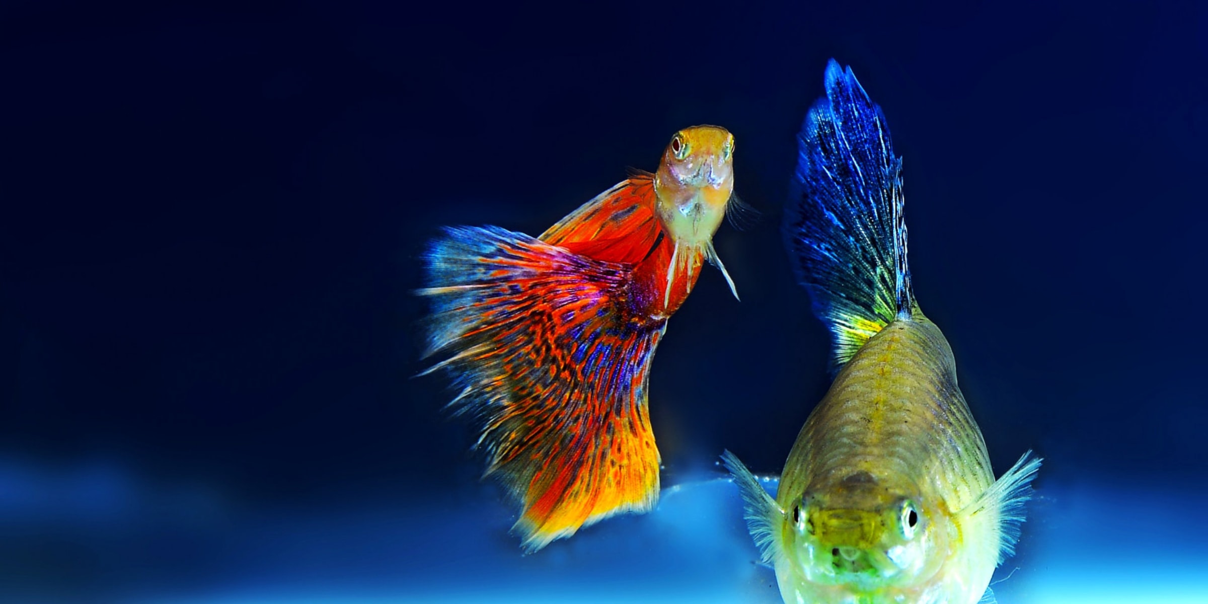 Aquarium rentals, pond and Aquarium Maintenance Serving Cornwall