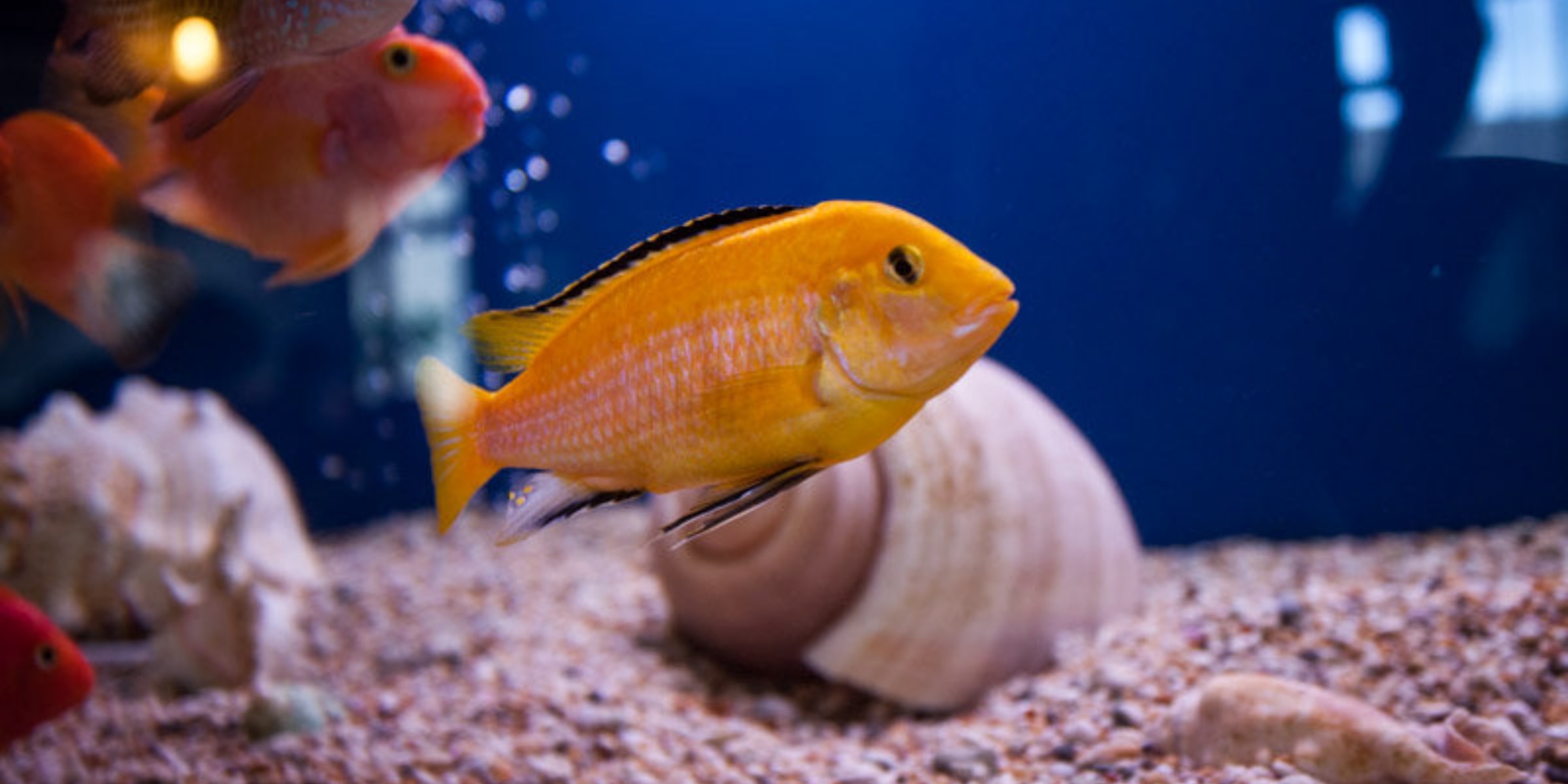 Aquarium Maintenance - Livestock replenishment, décor changes, water changes, cleaning and free call outs